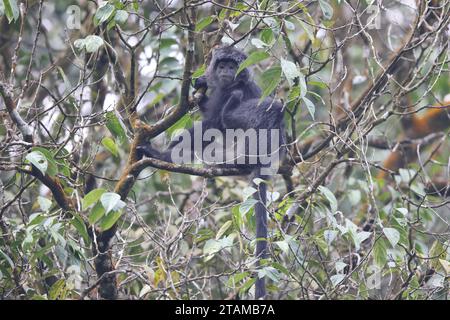 East Javan langur (Trachypithecus auratus), noto anche come ebony lutung, Javan langur o Javan lutung, è una scimmia del Vecchio mondo proveniente dalle Colobinae su Foto Stock