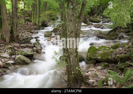 Fiume di montagna che scorre velocemente con alberi di muschio e vegetazione orizzontalmente in Estremadura Spagna a lunga esposizione Foto Stock