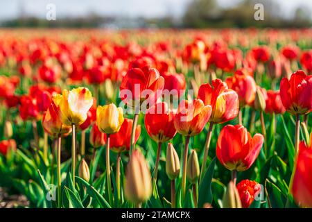 Vivace campo di tulipani rossi e gialli nel bellissimo paesaggio olandese Foto Stock