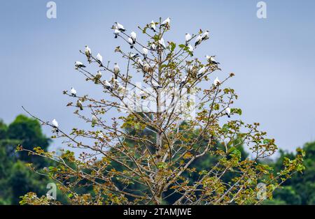 Un gregge Torresian Imperial-Pigeons (Ducula spilorrhoa) arroccato su un albero. Australia. Foto Stock