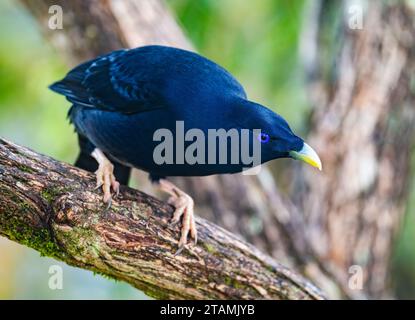 Un uccello di raso maschio (Ptilonorhynchus violaceus) arroccato su un albero. Queensland, Australia. Foto Stock