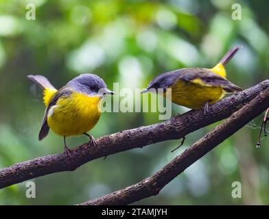 Due Robins gialli orientali (Eopsaltria australis) litigano su un ramo. Australia. Foto Stock