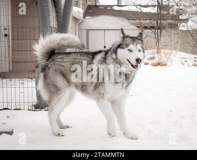 Animali domestici Husky Dog all'esterno in posa Snowy Yard Smile Full Body Foto Stock