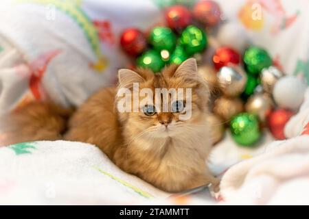Arancio Tabby capelli lunghi scozzese, Fold Straight Fold Kitten Cat, ornamenti natalizi, Ritratto a tema natalizio, guardando in alto Foto Stock