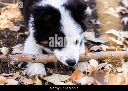 Cucciolo cucciolo pastore australiano Husky all'esterno foglie autunnali Heterochromia Stick chewing Fetch Large Branch Foto Stock