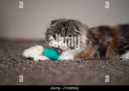 Cat Bandage Cast Wound Sick Vet Heal grazioso Scottish Fold Calico Kitten Leccando Band Aid Close Up Foto Stock