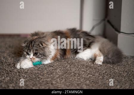 Gatto benda Cast Wound Sick Vet Heal grazioso scozzese Fold Calico Kitten steso su tappeto Foto Stock