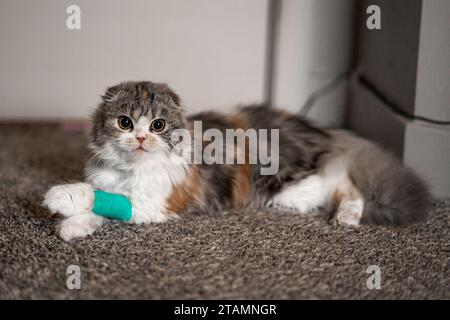 Gatto bendaggio Cast Wound Sick Vet Heal grazioso scozzese Fold Calico Kitten Foto Stock