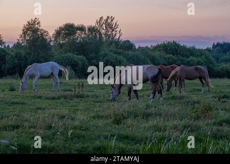 Cavalli al pascolo libero in una sera di luglio Foto Stock