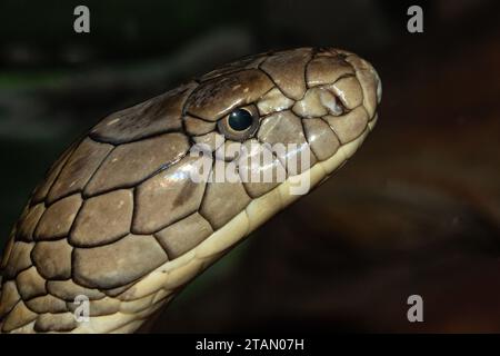 Primo piano del prigioniero King Cobra Foto Stock