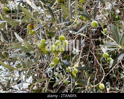 Grandi olive verdi crescono sui rami di un albero tra il fogliame Foto Stock