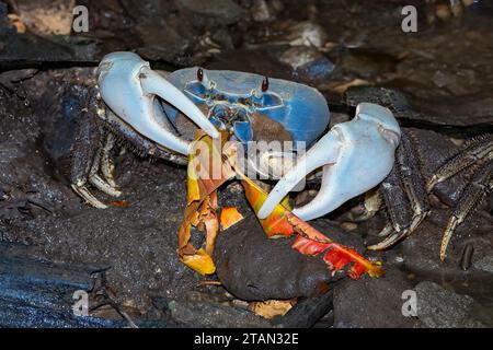 Christmas Island Blue Crab (Tuerkayana hirtipes o Tuerkayana celeste) che si nutrono di foglie cadenti nella foresta, Christmas Island, Australia Foto Stock