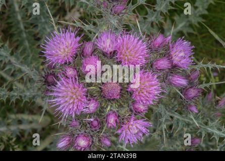 Cardo dei Pirenei, Carduus carlinoides in fiore nei Pirenei. Foto Stock