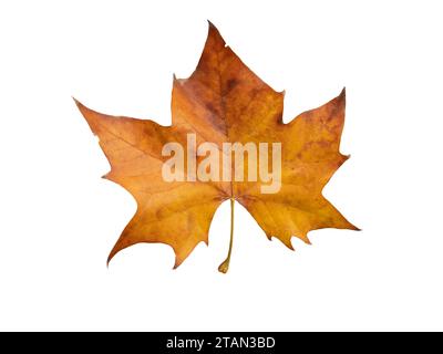 Platano autunnale foglie marroni asciutte adagiate isolate su sfondo bianco. Platanus orientalis o il fogliame autunnale di sicomoro del Vecchio mondo. Foto Stock