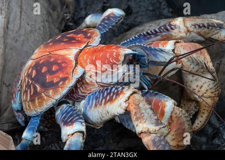 Primo piano di un raro granchio gigante di cocco o granchio Robber (Birgus latro), Christmas Island, Australia Foto Stock