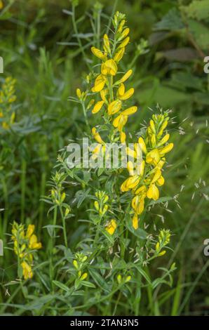 Dyer’s Greenweed, Genista tinctoria in fiore in un vecchio prato. Foto Stock