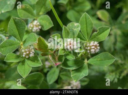 Trifoglio annodato, Trifolium striatum, in fiore su prati asciutti. Foto Stock