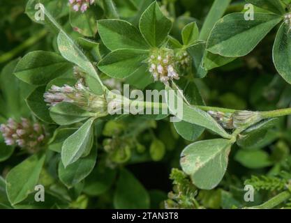 Trifoglio annodato, Trifolium striatum, in fiore su prati asciutti. Foto Stock