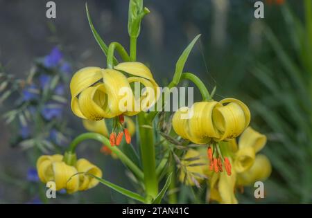 Il giglio del cappello di turco giallo, Lilium pyrenaicum, in fiore nell'alta valle di Andorra. Foto Stock