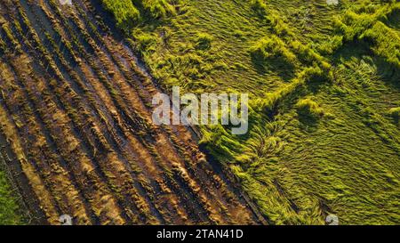 Caduta di riso nel campo. Le piante di riso sono cadute a causa dei forti venti e della pioggia prima del raccolto. Il riso è danneggiato a causa della rottura della paglia, rendendo più dif Foto Stock