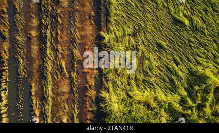 Caduta di riso nel campo. Le piante di riso sono cadute a causa dei forti venti e della pioggia prima del raccolto. Il riso è danneggiato a causa della rottura della paglia, rendendo più dif Foto Stock