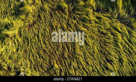 Caduta di riso nel campo. Le piante di riso sono cadute a causa dei forti venti e della pioggia prima del raccolto. Il riso è danneggiato a causa della rottura della paglia, rendendo più dif Foto Stock