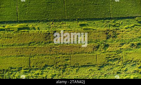 Caduta di riso nel campo. Le piante di riso sono cadute a causa dei forti venti e della pioggia prima del raccolto. Il riso è danneggiato a causa della rottura della paglia, rendendo più dif Foto Stock