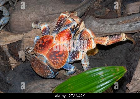 Primo piano di un raro granchio gigante di cocco o granchio Robber (Birgus latro), Christmas Island, Australia Foto Stock