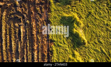 Caduta di riso nel campo. Le piante di riso sono cadute a causa dei forti venti e della pioggia prima del raccolto. Il riso è danneggiato a causa della rottura della paglia, rendendo più dif Foto Stock