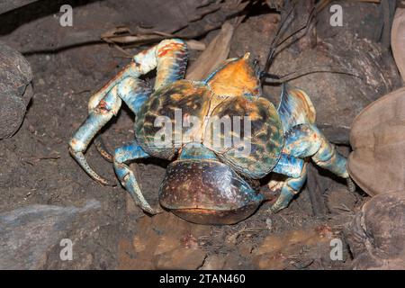 Primo piano di un raro granchio di cocco gigante blu o granchio Robber (Birgus latro), Christmas Island, Australia Foto Stock