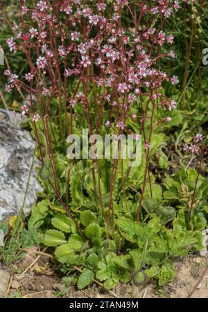 Vero orgoglio londinese, Saxifraga umbrosa in fiore Foto Stock