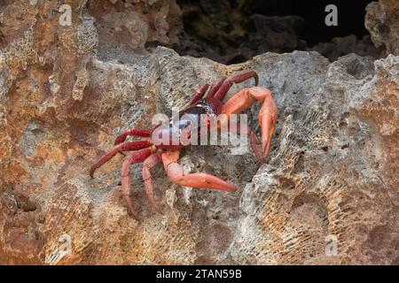 Primo piano di un granchio rosso (Gecarcoidea natalis) sulle rocce, Christmas Island, Australia Foto Stock