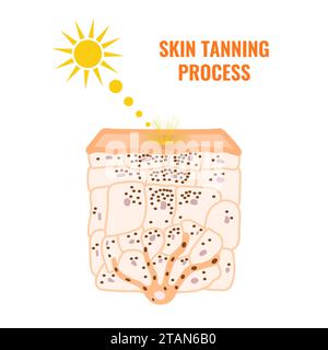 Processo di abbronzatura della pelle, illustrazione concettuale Foto Stock
