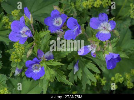 Boscaglia di legno, Geranium sylvaticum, in fiore nel prato di montagna, Foto Stock