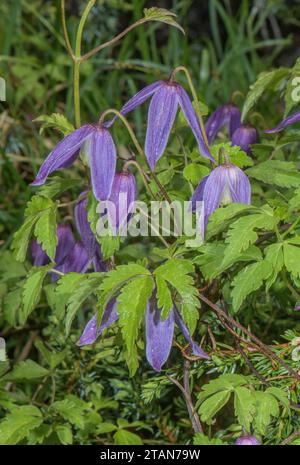 Alpino Clematis, Clematis alpina in fiore nelle Dolomiti. Foto Stock