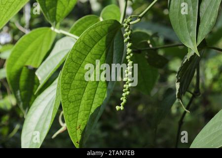 Vista di un picco immaturo di pepe nero con i frutti di colore verde (Piper nigrum) appesi a un fusto di vite Foto Stock