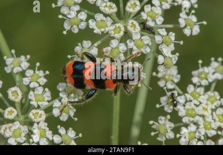 Scarabeo da api, Trichodes apiarius, da mangiare con fiori Umbellifer. Foto Stock