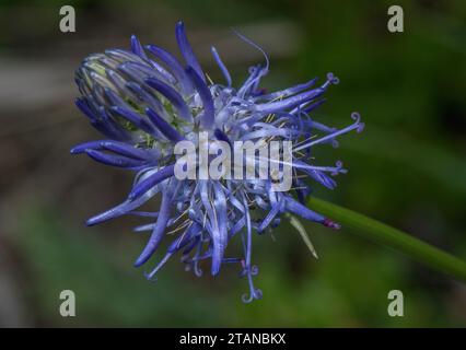 Betony-Leaved Raviera, Phyteuma betonicifolium in fiore nelle Alpi francesi. Foto Stock