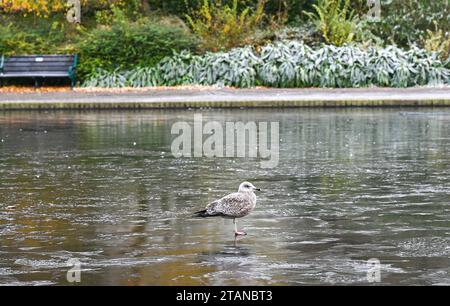 Brighton Regno Unito 2 dicembre 2023 - Un gabbiano delle aringhe che cammina su ghiaccio sottile sullo stagno del Queens Park a Brighton dopo un'altra notte di freddo in tutto il Regno Unito: Credit Simon Dack / Alamy Live News Foto Stock