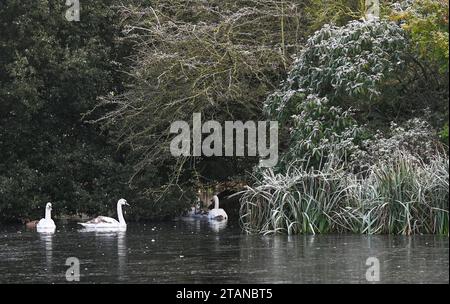 Brighton Regno Unito 2 dicembre 2023 - i cigni trovano una lacuna nel ghiaccio sullo stagno del Queens Park a Brighton dopo un'altra notte gelida in tutto il Regno Unito: Credit Simon Dack / Alamy Live News Foto Stock