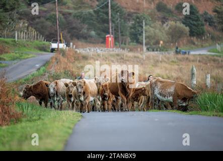 Guidare bestiame domestico sull'isola di Mull, nella Scozia occidentale. REGNO UNITO Foto Stock