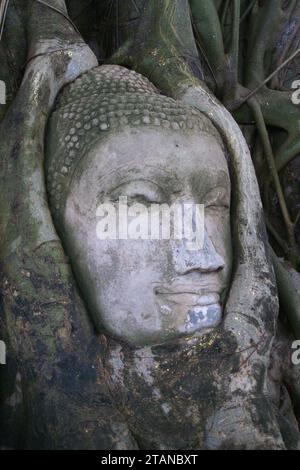 Primo piano sulla testa di un Buddha intrecciato con radici di alberi banyan a Wat Phra Mahathat ad Ayuthaya Foto Stock