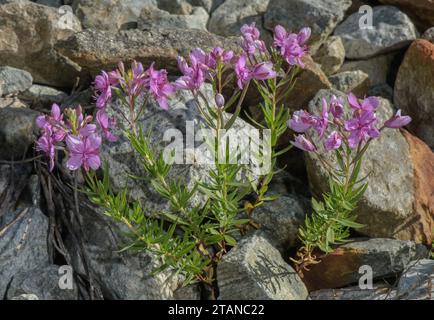 Alpino Willowhere, Epilobium fleischeri, in fiore su ghisa alpina. Alpi francesi. Foto Stock