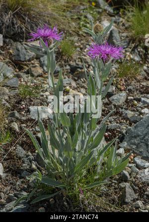 Plume knapweed, Centaurea uniflora, in fiore sulle rive secche delle Alpi francesi. Foto Stock