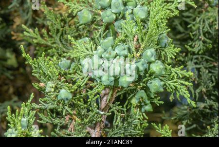 Ginepro spagnolo, Juniperus thurifera, che cresce nelle Alpi francesi occidentali, a Saint Crépin. Coni femminili. Foto Stock