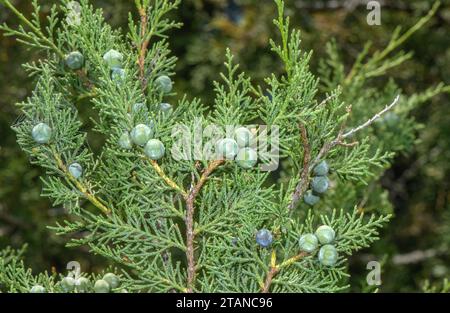 Ginepro spagnolo, Juniperus thurifera, che cresce nelle Alpi francesi occidentali, a Saint Crépin. Coni femminili. Foto Stock