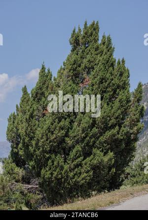 Ginepro spagnolo, Juniperus thurifera, che cresce nelle Alpi francesi occidentali, a Saint Crépin. Foto Stock