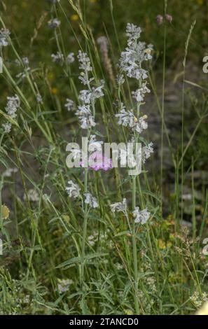 Catmenta minore, Nepeta nepetella, in fiore su un banco secco di pietra, Alpi francesi. Foto Stock