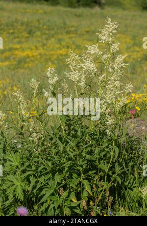 Alpine knotweed, Polygonum alpinum, in fiore in alpeggio, Alpi francesi. Foto Stock