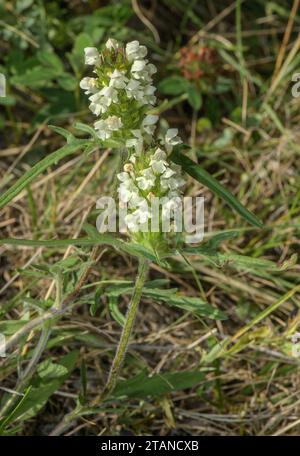 A foglia tagliata Auto-guarigione, Prunella laciniata, in fiore in prati calcarei. Foto Stock